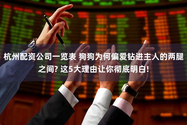 杭州配资公司一览表 狗狗为何偏爱钻进主人的两腿之间? 这5大理由让你彻底明白!