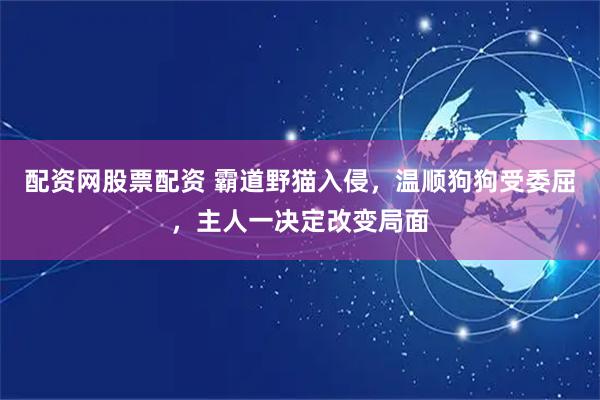 配资网股票配资 霸道野猫入侵，温顺狗狗受委屈，主人一决定改变局面