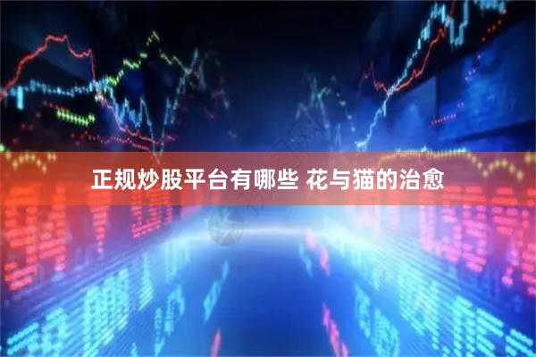 正规炒股平台有哪些 花与猫的治愈