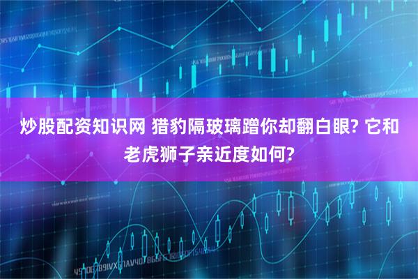 炒股配资知识网 猎豹隔玻璃蹭你却翻白眼? 它和老虎狮子亲近度如何?